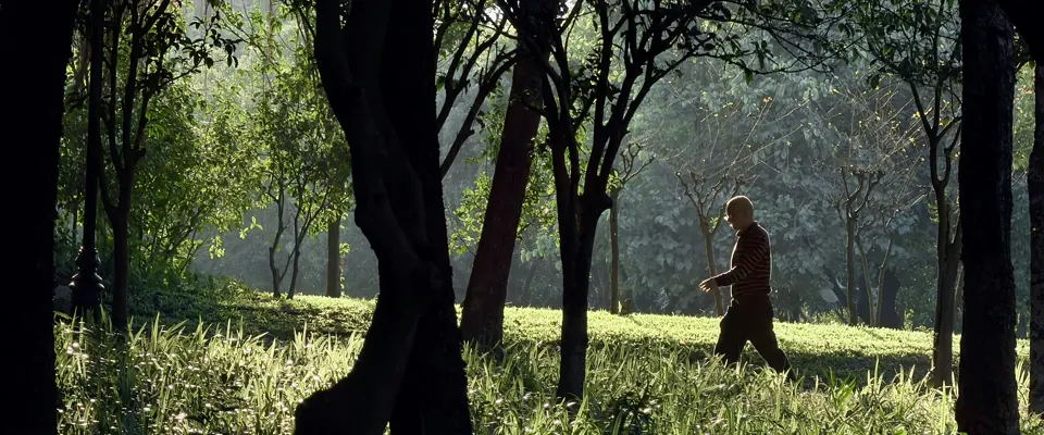 Person walking alone on a sunlit forest path